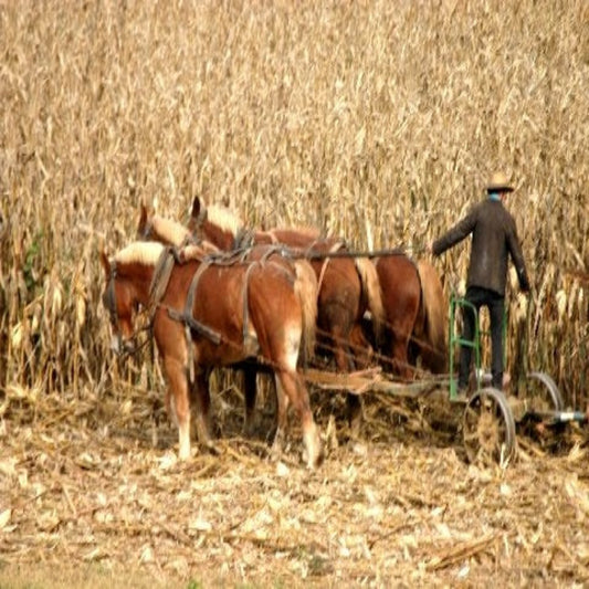 Amish Harvest