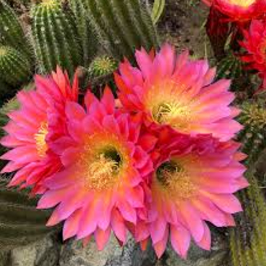 Desert Cactus Blossoms