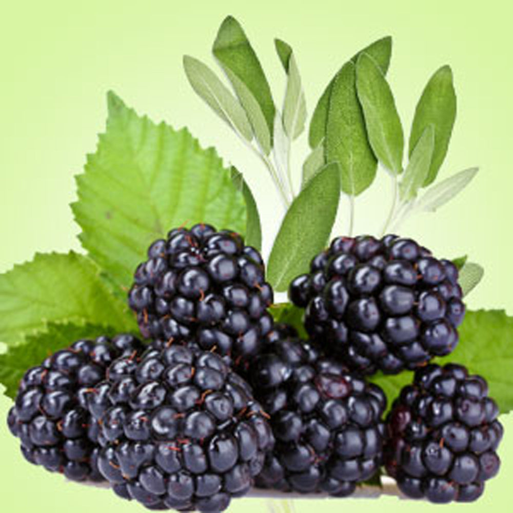 Blackberry Sage