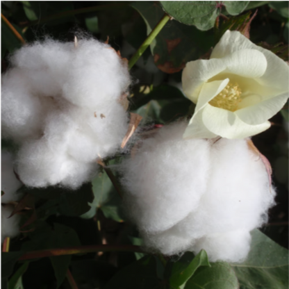 Cotton Blossom & Tuberose