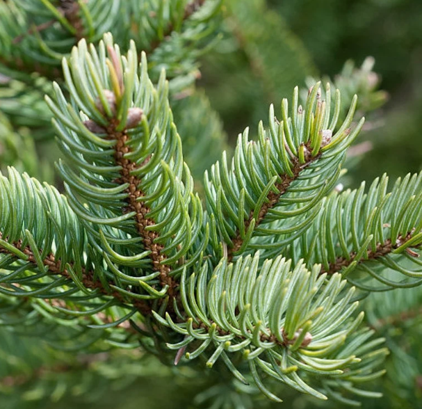 Balsam Pine