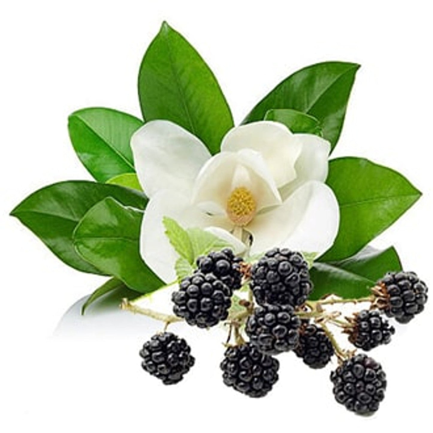 Blackberry & Magnolia